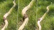 Frog Rides a Snake: विशालकाय अजगर की सवारी करता दिखा मेंढक, देखें भयानक वीडियो